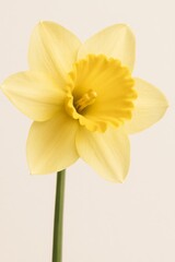 Fototapeta premium Bright Yellow Daffodil Blooming Against a Neutral Background in Springtime Garden