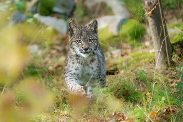 Eurasian lynx -lynx lynx- kitten playing on the forest ground, cute young lynx in the colorful wilderness forest, Germany.
