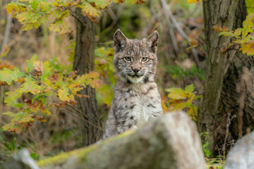 Eurasian lynx -lynx lynx- kitten playing on the forest ground, cute young lynx in the colorful wilderness forest, Germany.
