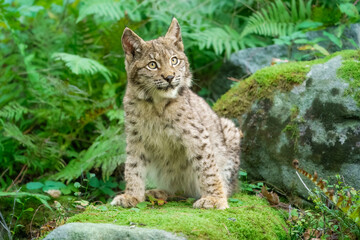Eurasian lynx -lynx lynx- kitten playing on the forest ground, cute young lynx in the colorful wilderness forest, Germany.
