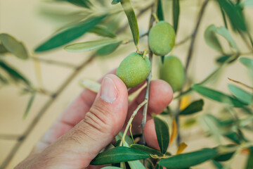 Farmer examining unripe olive fruit in organic orchard in Greece