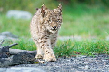 Eurasian lynx -lynx lynx- kitten playing on the forest ground, cute young lynx in the colorful wilderness forest, Germany.
