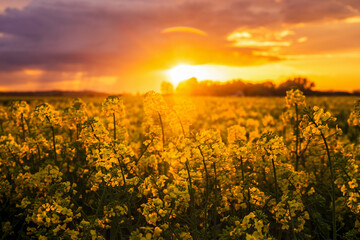 Obraz premium Blooming oilseed rape canola crop plantation field in sunset