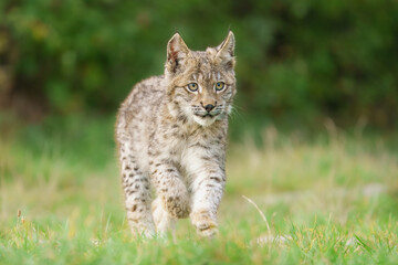Eurasian lynx -lynx lynx- kitten playing on the forest ground, cute young lynx in the colorful wilderness forest, Germany.  © Miroslav Srb