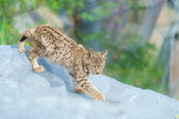 Eurasian lynx -lynx lynx- kitten playing on the forest ground, cute young lynx in the colorful wilderness forest, Germany.
