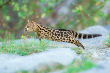 Running Cape Genet. The Cape genet (Genetta tigrina), also known as the South African large-spotted genet, is a genet species endemic to South Africa.
