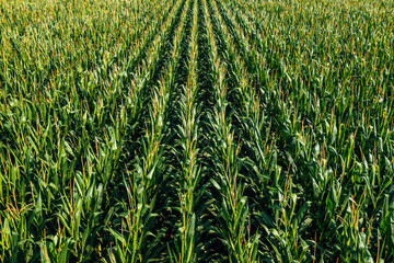 Lush green corn crop plantation field in diminishing perspective seen from the drone point of view