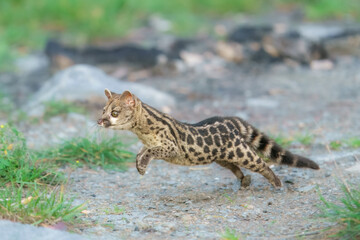 Running Cape Genet. The Cape genet (Genetta tigrina), also known as the South African large-spotted genet, is a genet species endemic to South Africa.
