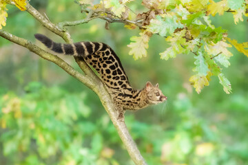 Running Cape Genet. The Cape genet (Genetta tigrina), also known as the South African large-spotted genet, is a genet species endemic to South Africa.
