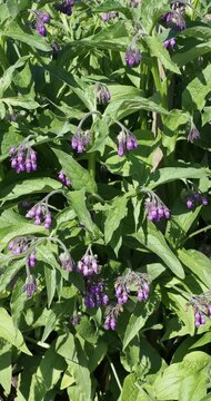 (Symphytum officinale) Comfrey plant producing clusters of purplish tubular flowers with fused petals on nodding peduncles surrounded by alternate, lanceolate foliage on hairy stems