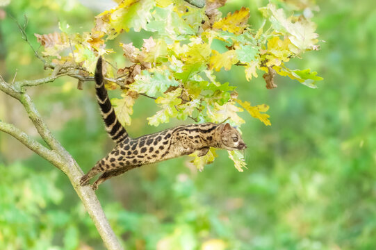 Running Cape Genet. The Cape genet (Genetta tigrina), also known as the South African large-spotted genet, is a genet species endemic to South Africa.
