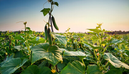 green cucumber growing in field vegetable for harvesting