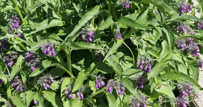 Symphytum officinale | Comfrey - Boneset -  Knitbone -  Consound - Slippery-root. clusters of tubular, bell-shaped purple flowers, visited by various pollinators