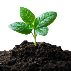 Growing seedling in soil nature close-up shot green environment. Isolated on transparent background, png.