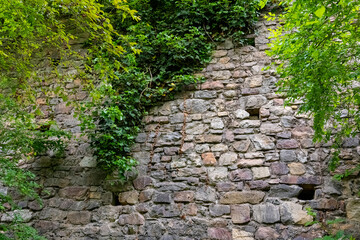 Ancient stone wall hidden by vibrant green foliage in a serene forest setting during the early...