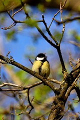 Kohlmeise in einem Baum