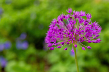 Vibrant purple allium flower stands out against a lush green background in a tranquil garden setting