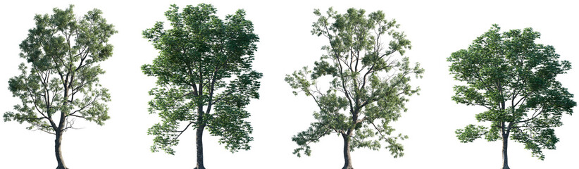 Set of 2 Robinia pseudoacacia and 2 Aesculus hippocastanum isolated png in sunny daylight on a transparent background perfectly cutout