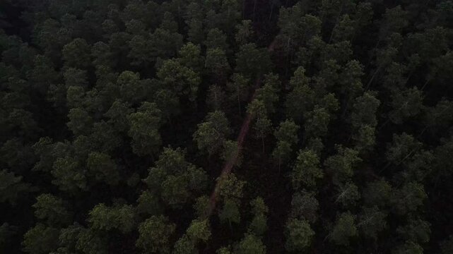 Drone sobre bosques, nubes y caminos