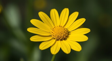 Fototapeta premium Yellow Flower Blossom