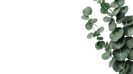 Minimalistic white background with green eucalyptus leaves on the right side, png, transparent