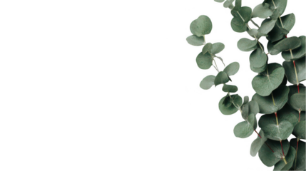 Minimalistic white background with green eucalyptus leaves on the right side, png, transparent