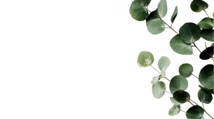 Minimalistic white background with green eucalyptus leaves on the right side, png, transparent