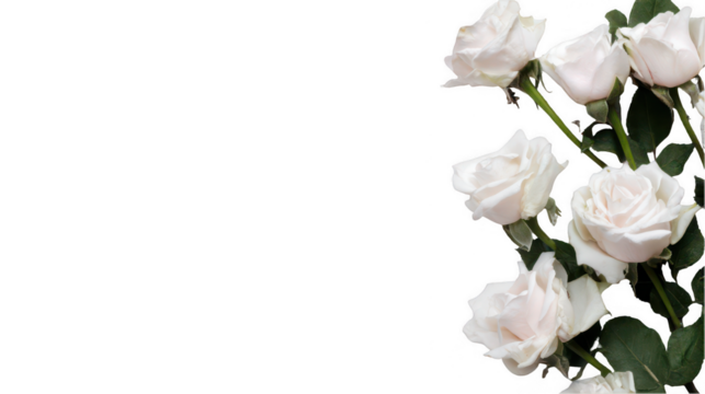 Minimalistic white background with roses, space for text, top view, white color, png, transparent - Powered by Adobe