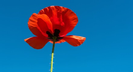 Obraz premium Red Poppy Flower Against Blue Sky