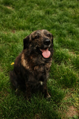 A friendly mongrel dog sits on lush green grass with its tongue hanging out. The medium-sized canine sports a brindle-patterned coat of brown and black fur perked ears and expressive amber eyes.