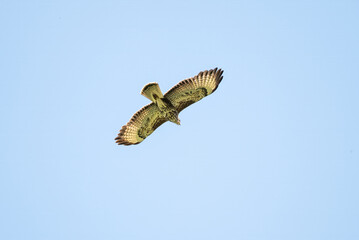 Mäusebussard kreisend am Himmel