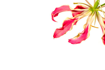 Vibrant Gloriosa Superba (Flame Lily) Flower in Bloom – Macro Botanical Shot. High-resolution close-up of a blooming Gloriosa superba, also known as flame lily, with vivid red and yellow curled petals