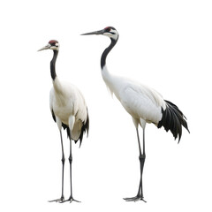 Obraz premium Cranes isolated on transparent background