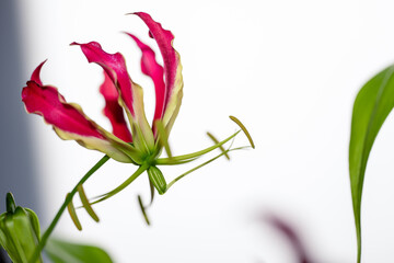 Close-up of Gloriosa Superba Flower Petals. Macro shot of a vibrant Gloriosa superba flower with curling red and yellow petals on a white background, emphasizing detail.

