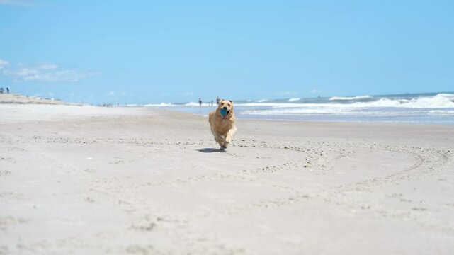 Slow motion of Golden Retriver running at the beach