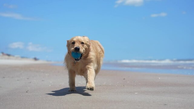 Playful Golden Retriver playing and running on the beach