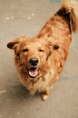 Joyful mixed-breed dog with a fluffy golden coat stands on a sidewalk, eyes closed in contentment and mouth open in a happy canine smile, tail wagging behind. Top view portrait.