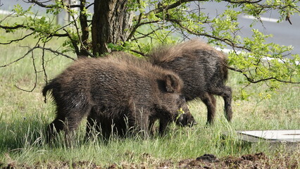 Stado dzików na wolności, na przedmieściach dużego miasta © tomo81