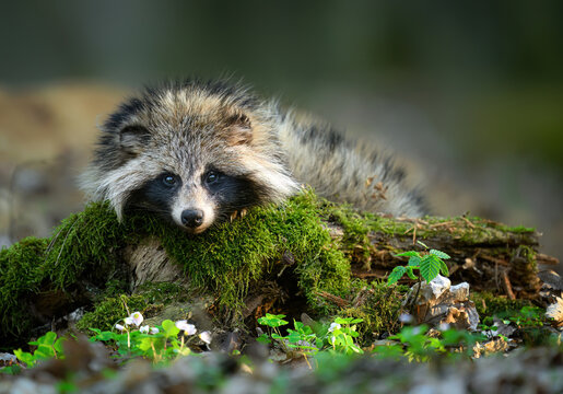 Common raccoon dog ( Nyctereutes viverrinus )