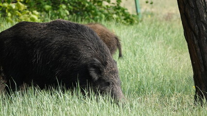 Stado dzików na wolności, na przedmieściach dużego miasta © tomo81
