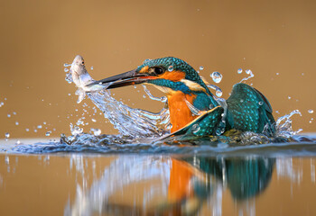 European Kingfisher ( Alcedo atthis ) close up