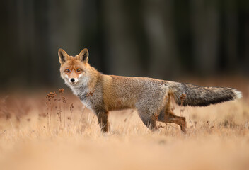 Red Fox ( Vulpes vulpes ) close up