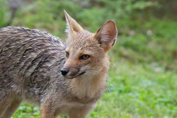 young fox walking on the backyard patio