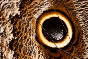 caligo placidianus © Paulo