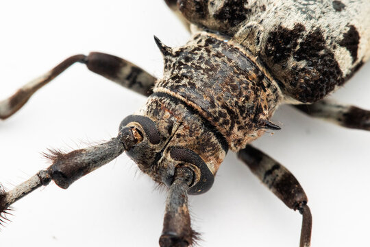 Cerambycidae