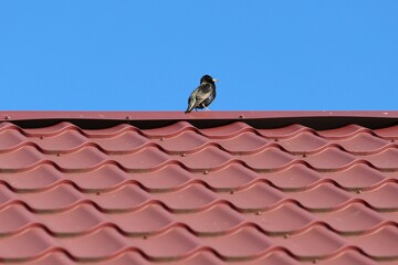 A European starling (Sturnus vulgaris) perched on a red metal roof against a vivid blue sky. The...
