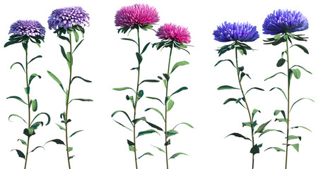 Set of Aster flowering frontal isolated png on a transparent background perfectly cutout high...