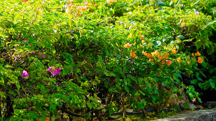 Fototapeta premium Lush Bougainvillea Thicket with Vibrant Blossoms Displaying Natural Beauty