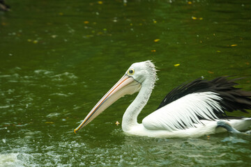Wild pelican bird swimming in water. Nature wildlife animal.