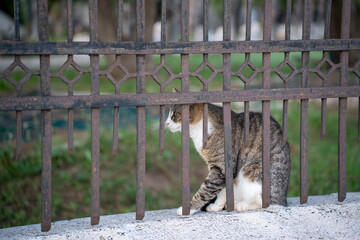 cat on the fence